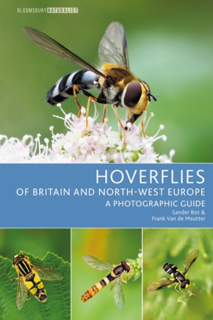 Hoverflies of Britain and North-west Europe : A photographic guide, Paperback / softback Book