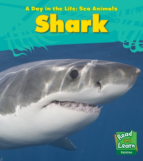 Shark, Hardback Book