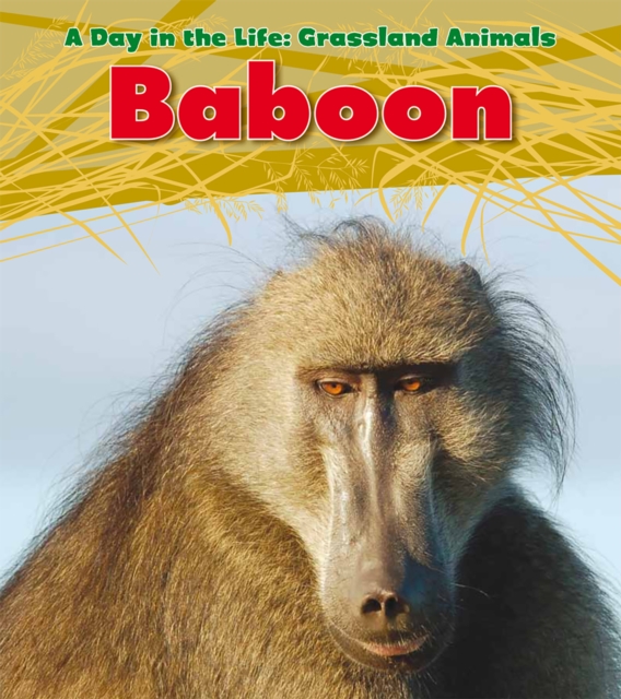 Baboon, Hardback Book