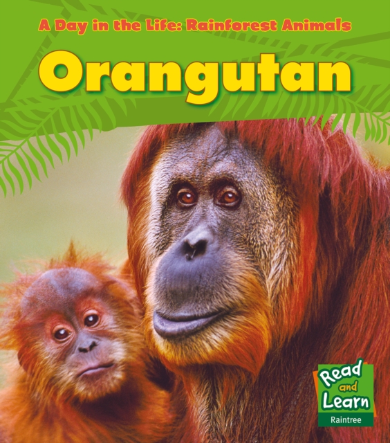 Orangutan, Hardback Book