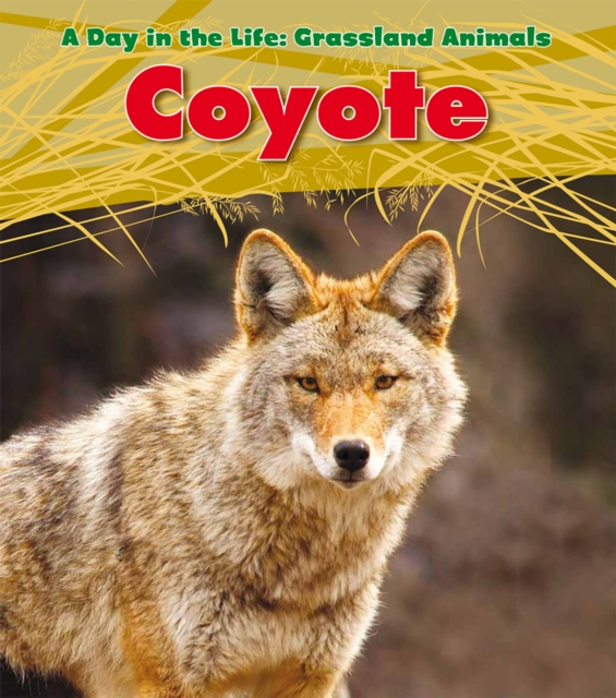 Coyote, Hardback Book