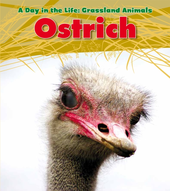 Ostrich, Paperback / softback Book