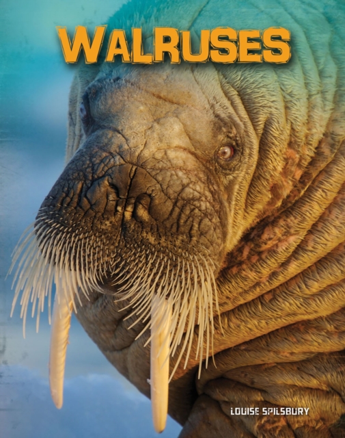 Walruses, Paperback / softback Book