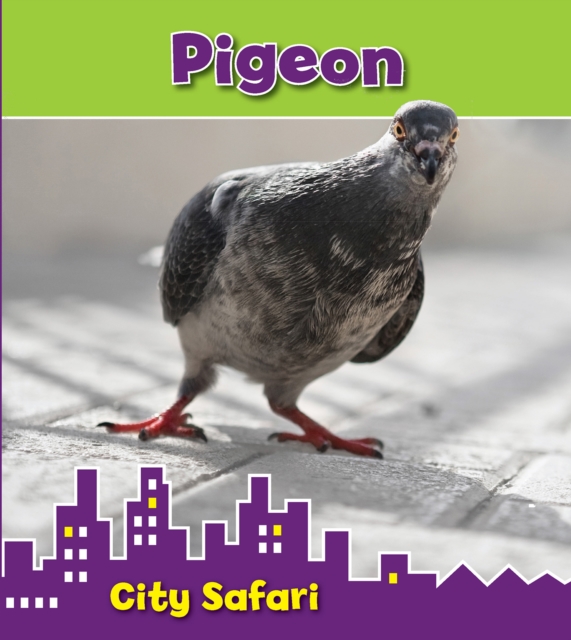 Pigeon : City Safari, Hardback Book