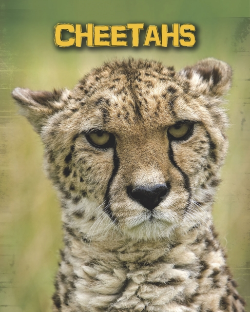 Cheetahs, Hardback Book