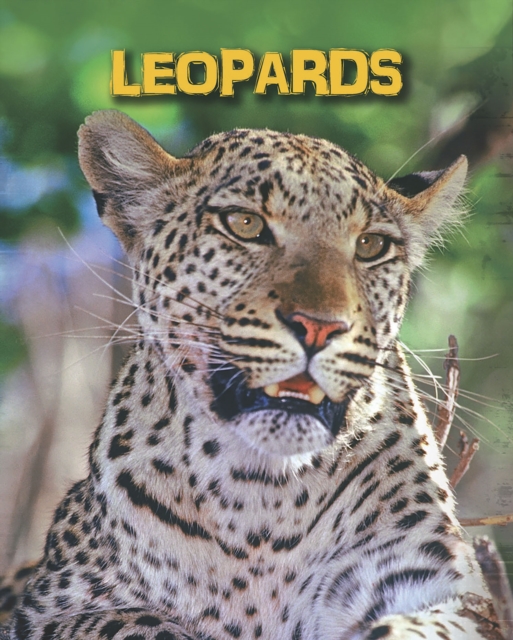 Leopards, Paperback / softback Book