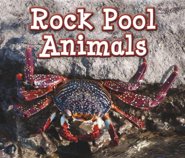 Rock Pool Animals, Hardback Book
