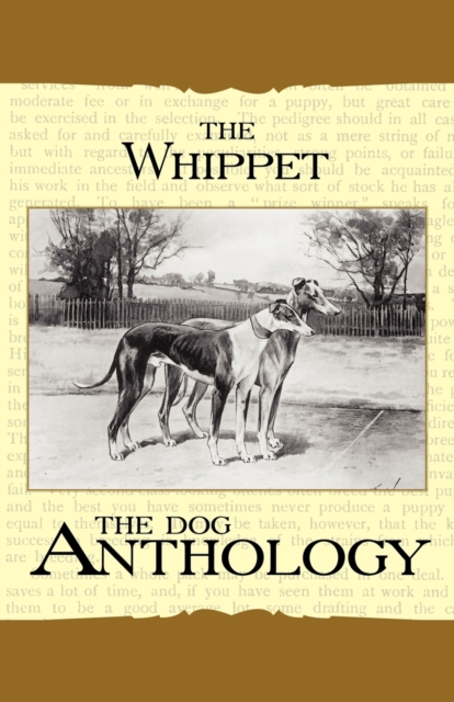 The Whippet - A Dog Anthology (A Vintage Dog Books Breed Classic), Paperback / softback Book