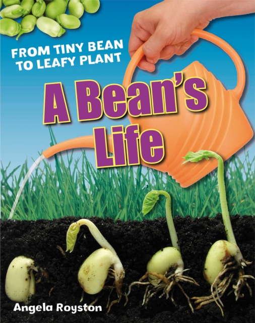 A Bean's Life : Age 6-7, below average readers, Paperback / softback Book