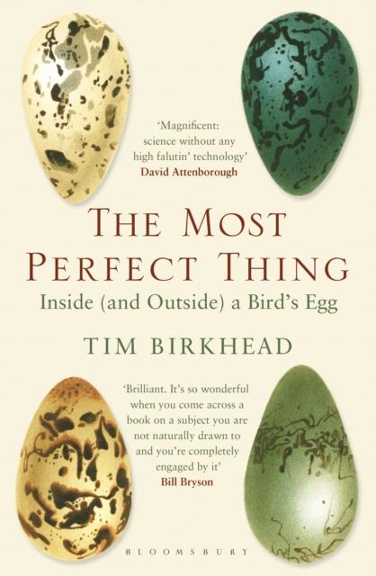 The Most Perfect Thing : Inside (and Outside) a Bird's Egg, Paperback / softback Book