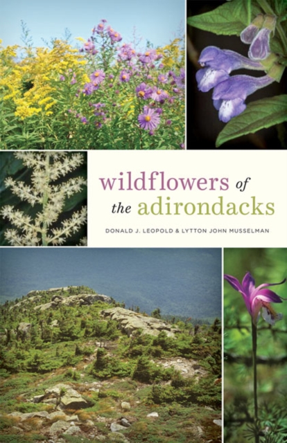 Wildflowers of the Adirondacks, Paperback / softback Book