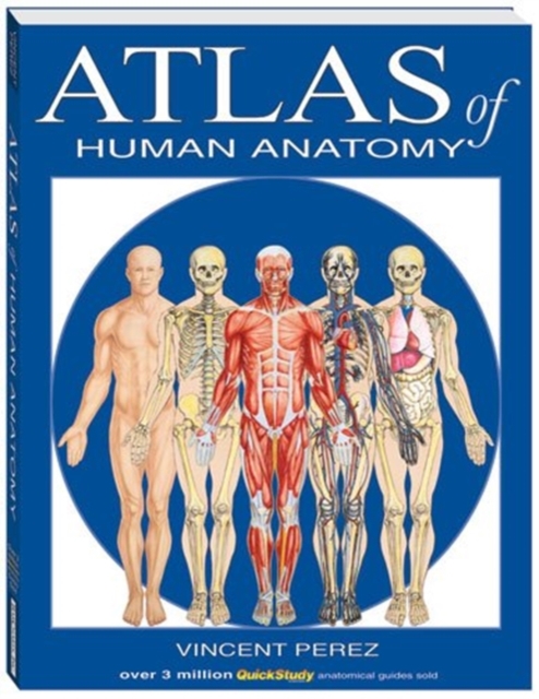 Atlas Of Human Anatomy, Fold-out book or chart Book