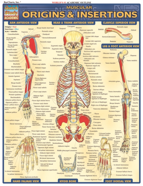 Muscular Origins & Insertions, PDF eBook
