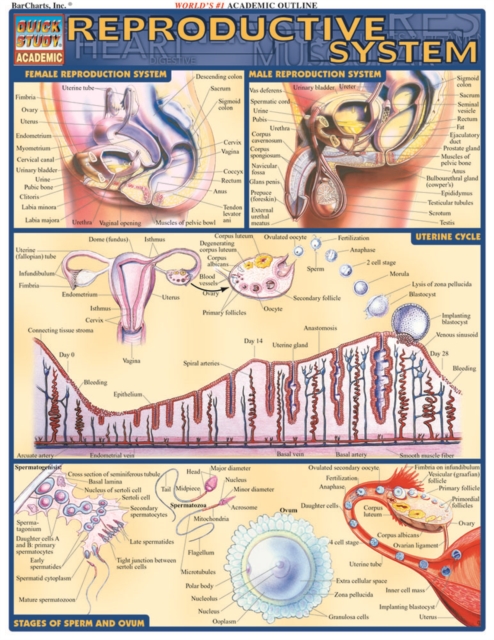 Reproductive System, PDF eBook