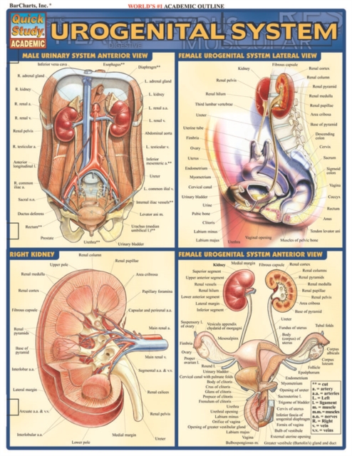 Urogenital System, PDF eBook