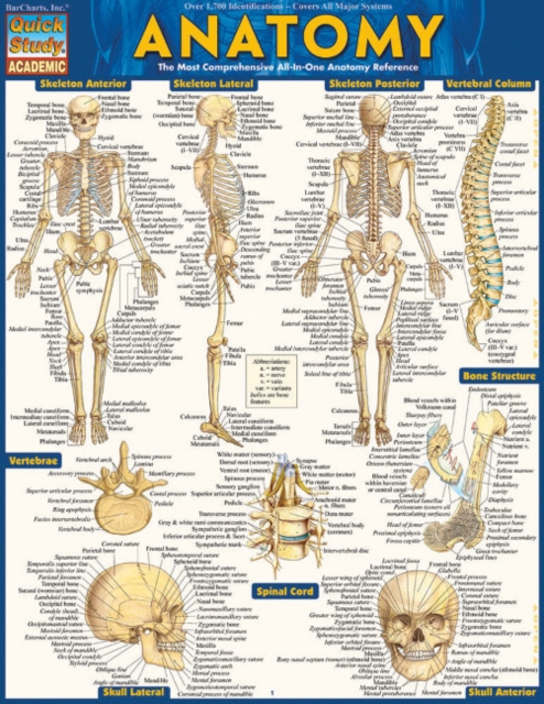 Anatomy Easel Book : a QuickStudy reference tool, Fold-out book or chart Book