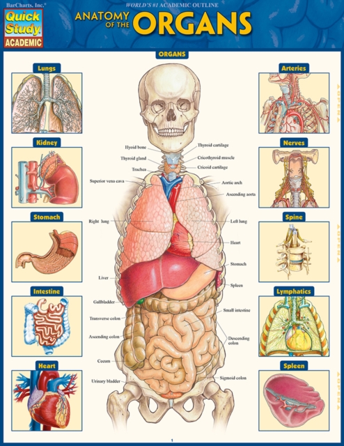 Anatomy of the Organs : QuickStudy Reference Guide, PDF eBook
