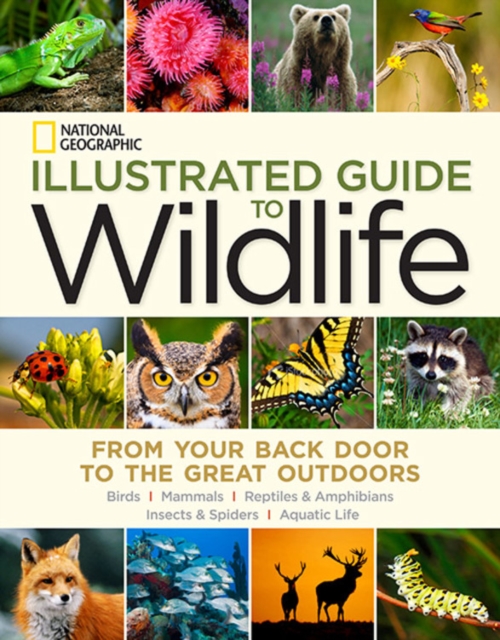 National Geographic Illustrated Guide to Wildlife : From Your Back Door to the Great Outdoors, Hardback Book