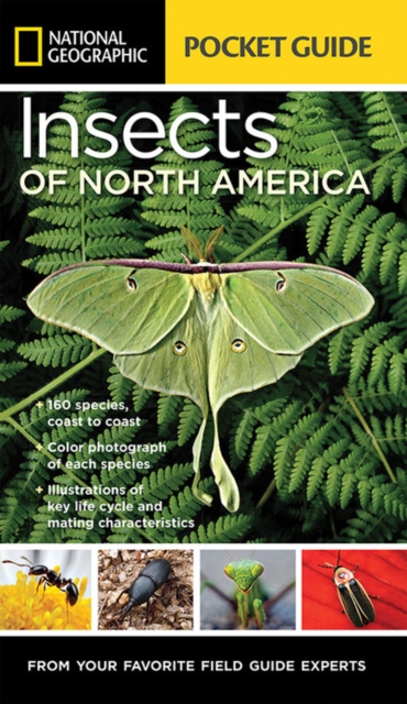 National Geographic Pocket Guide to Insects of North America, Paperback / softback Book