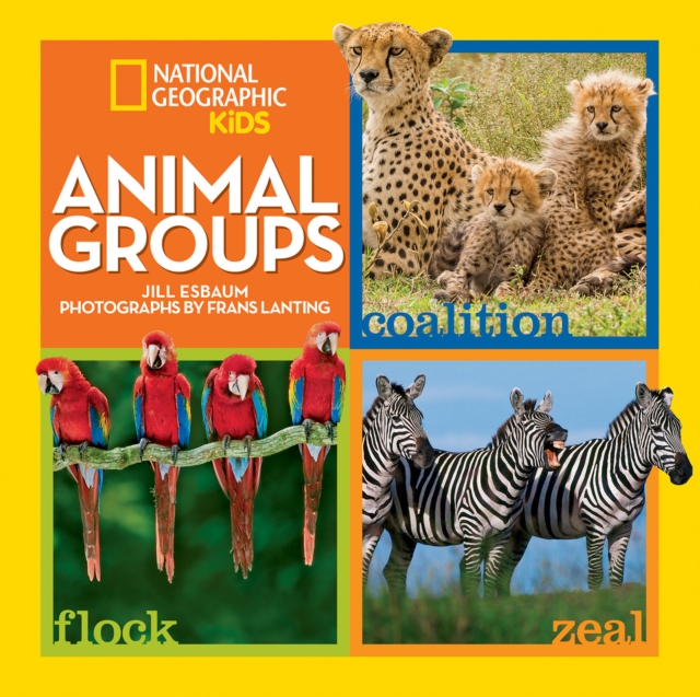 Animal Groups, Hardback Book