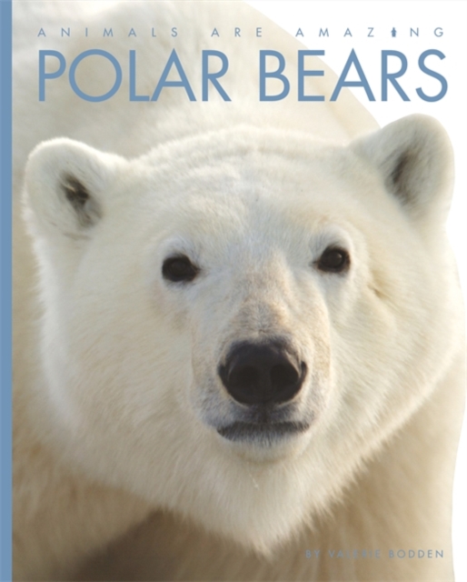 Animals Are Amazing: Polar Bears, Paperback / softback Book