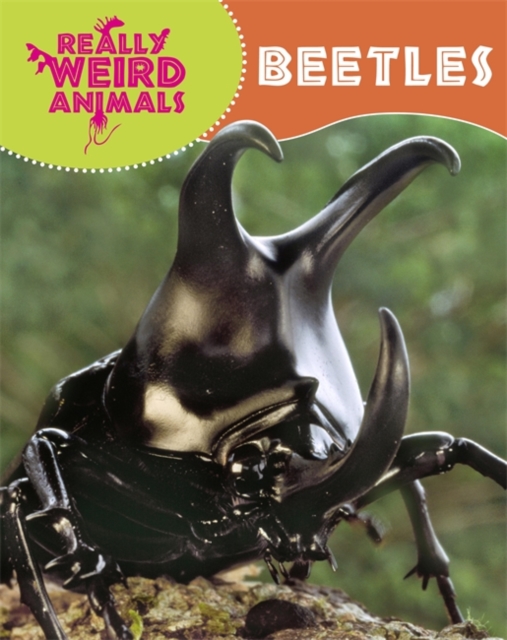 Really Weird Animals: Beetles, Paperback / softback Book