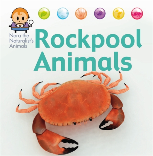 Nora the Naturalist's Animals: Rock Pool Animals, Hardback Book