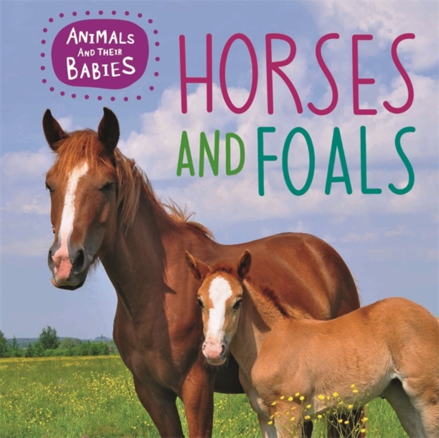 Animals and their Babies: Horses & foals, Hardback Book