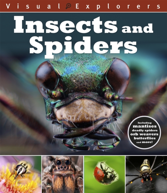 Visual Explorers: Insects and Spiders, Paperback / softback Book