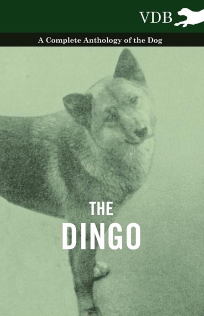 The Dingo - A Complete Anthology of the Dog -, Paperback / softback Book