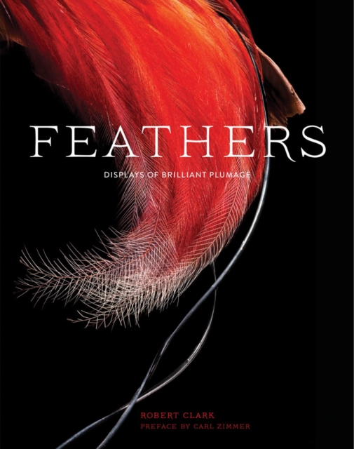 Feathers : Displays of Brilliant Plumage, Hardback Book