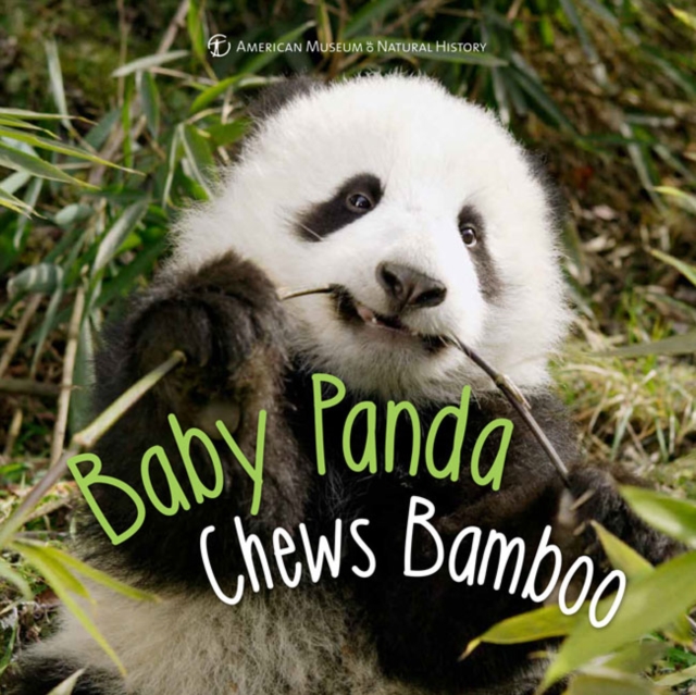 Baby Panda Chews Bamboo, Hardback Book