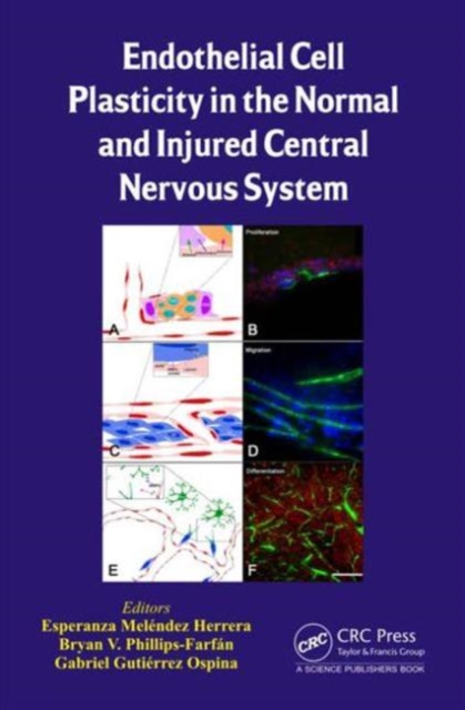 Endothelial Cell Plasticity in the Normal and Injured Central Nervous System, Hardback Book