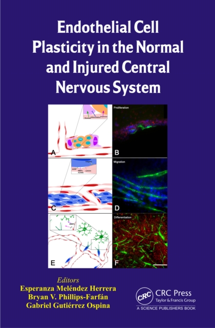 Endothelial Cell Plasticity in the Normal and Injured Central Nervous System, PDF eBook