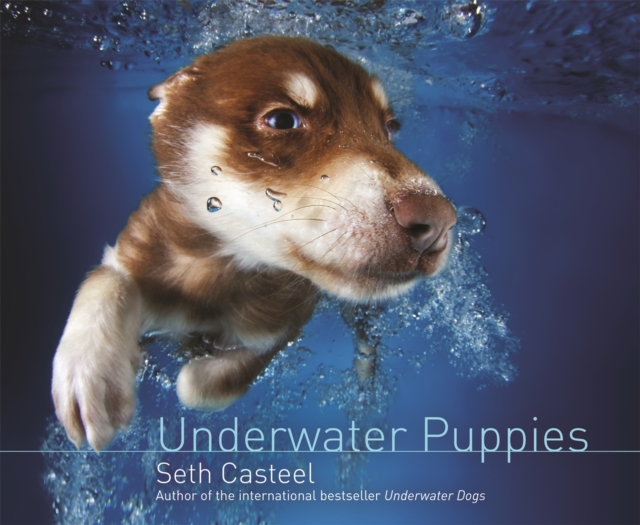 Underwater Puppies, Hardback Book