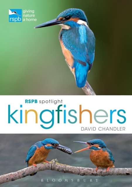 RSPB Spotlight Kingfishers, Paperback / softback Book