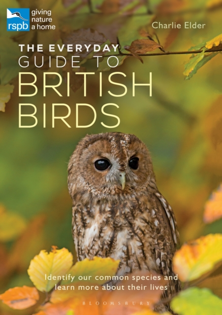 The Everyday Guide to British Birds : Identify Our Common Species and Learn More About Their Lives, PDF eBook