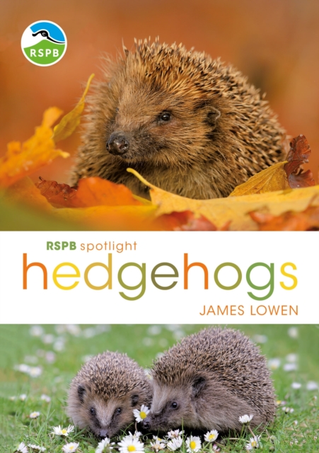 RSPB Spotlight Hedgehogs, Paperback / softback Book