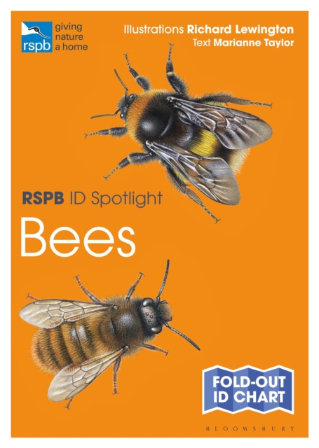 RSPB ID Spotlight - Bees, Fold-out book or chart Book