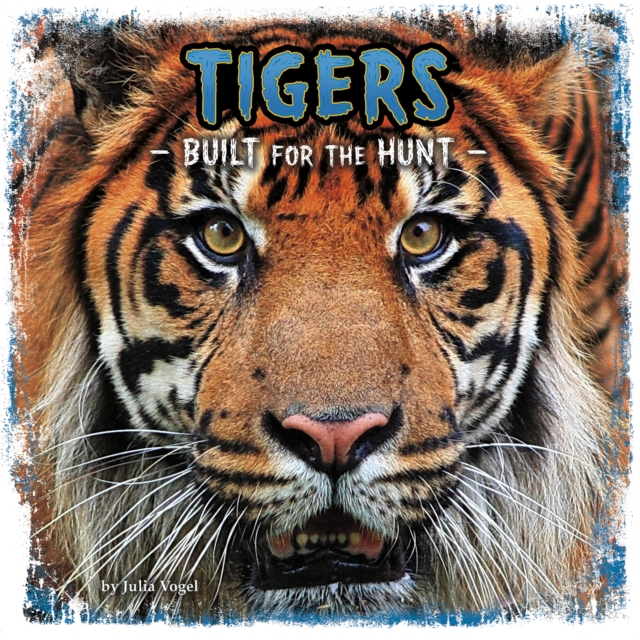 Tigers : Built for the Hunt, Paperback / softback Book