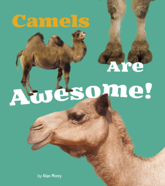 Camels Are Awesome!, Hardback Book