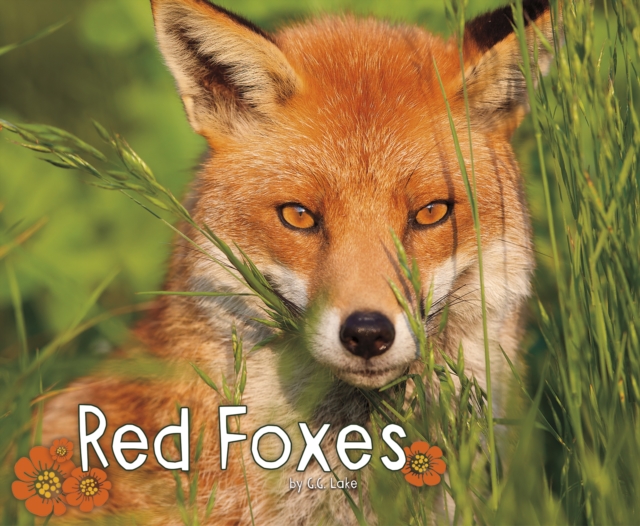 Red Foxes, Paperback / softback Book