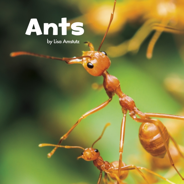 Ants, Hardback Book