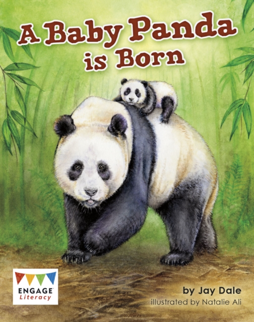 A Baby Panda is Born, Paperback / softback Book