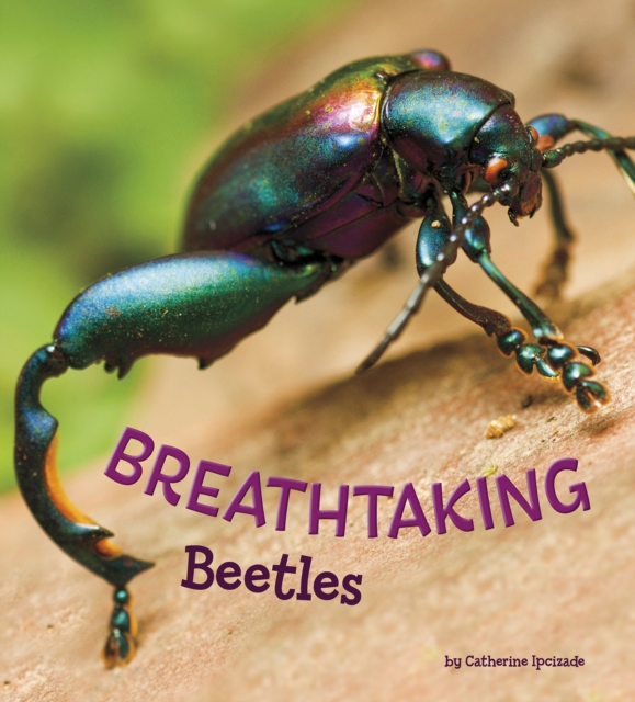 Breathtaking Beetles, Hardback Book