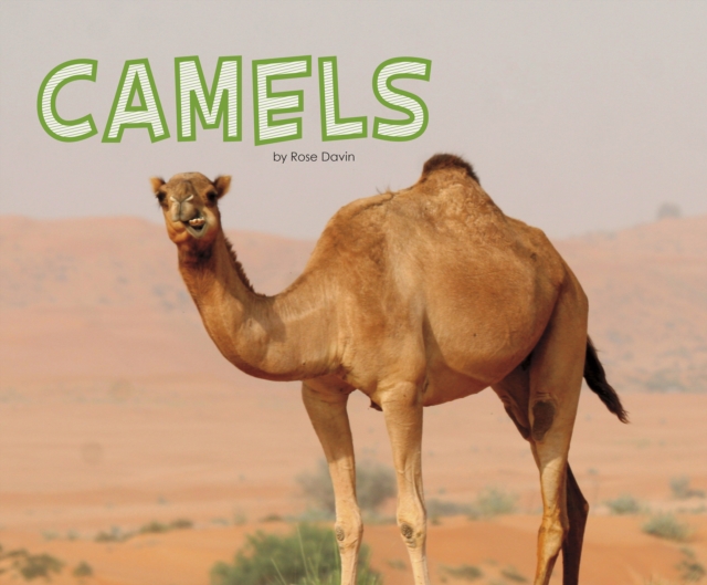 Camels, Hardback Book