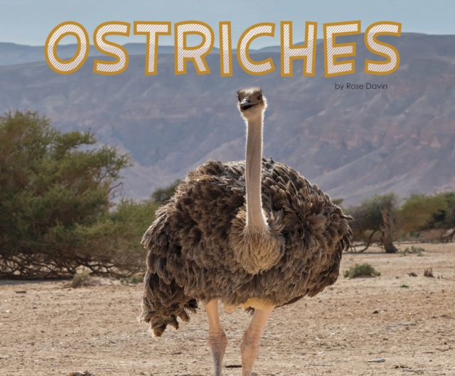Ostriches, Hardback Book