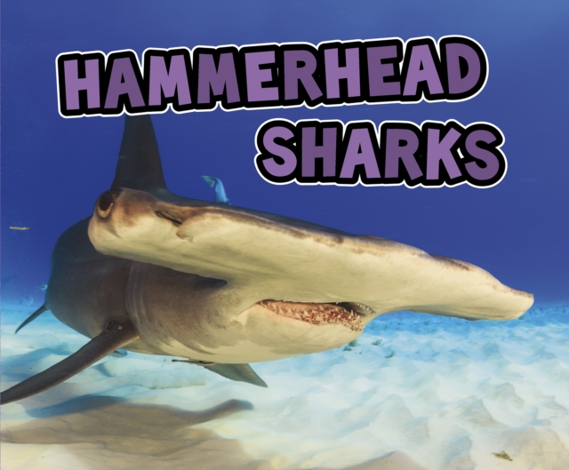 Hammerhead Sharks, Paperback / softback Book
