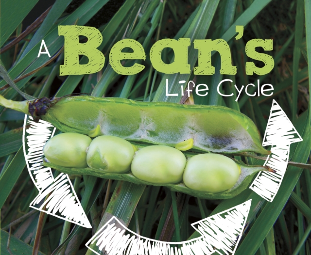 A Bean's Life Cycle, Hardback Book