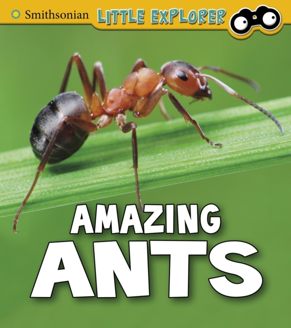 Amazing Ants, Paperback / softback Book